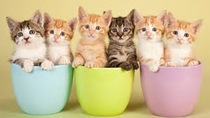 Dikkat Kedi Sevmeniz Ona Alerjiniz Olmadigi Anlamina Gelmez Cute Kittens Yavru Kediler Kedi