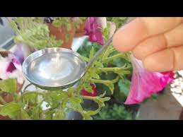 Make Plant Fertilizer With Garlic Youtube