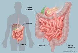 The small intestine the site of most enzymatic digestion and about 90 percent of all nutrients absorption and most of the rest occurs in the proximal portion of the large intestine. Intestines Anatomy Picture Function Location Conditions