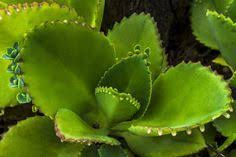 Pin En Plantas Medicinales