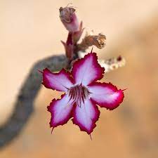 Flower is an unincorporated community in braxton county, west virginia, united states. Zambia Desert Rose Amazing Flowers Flowers Photography