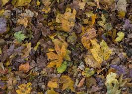 Autumm Dead Leaves On The Ground Aerial Images Image Bank Watercolor And Ink