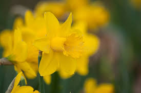8,153 Yellow Daffodils Isolated Stock Photos
