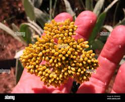 Image result for Helichrysum acutatum