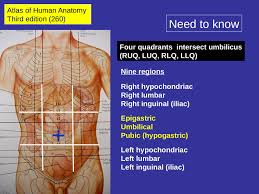 Onlinespel för att lära anatomical quadrants. Slides Show