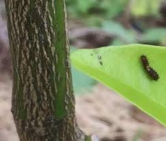 柑橘類の葉の黒い幼虫は アゲハの幼虫 Saienyosikoのブログ