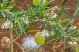 Image result for Gomphocarpus glaucophyllus