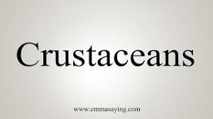 Crustaceans pronunciation in english en krʌˈsteɪʃn̩z. How To Say Crustaceans Youtube