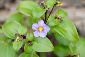 Image result for Exacum