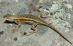 Arizona Lizard Black And White Tail Striped Plateau Lizard Sceloporus Virgatus Reptiles Of Arizona