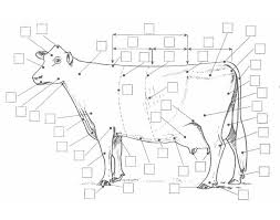 On this printable, students will color by number, circle the word, count the letters, trace check out our weekly sight word units, with printable worksheets and assessment materials. Dairy Cow Anatomy Worksheet Blank Google Search Dairy Cows Cow Livestock