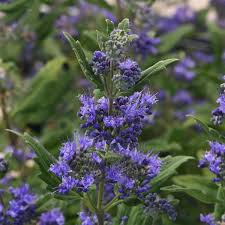 Image result for Caryopteris odorata