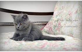 istanbulda sahibinden pelus british yavular animals cats