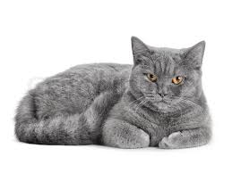 Maybe you would like to learn more about one of these? Grey Scottish Cat On The White Stock Image Colourbox