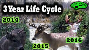 Amazing Whitetail Deer Antler Growth Best 3 5 Year Old Buck Ever Hunting