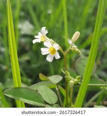 Image result for Oxalis barrelieri