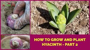 Hyacinth Bulbs In Soil On Flowers Buds After 55 Days Fragrant Bell Sha Hyacinth Soil Amazing Gardens