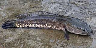 Jenis ikan hias ini juga masih kategori ikan mas, ikan mas koki juga ssalah satu ikan yang terpopuler di indonesia. 23 Jenis Ikan Air Tawar Yang Populer Dikonsumsi Dipelihara Pintarpet