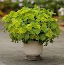 Commonly known as golden spirit smoke tree, this focal large shrub or small tree has foliage that bursts out with fresh citrus greenness in the spring; How To Grow Colorful Coleus The Seattle Times