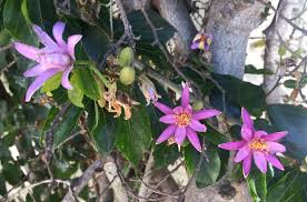 Image result for Grewia forbesii