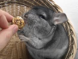 Obviously baby animals will cost more than adults, especially if they are pedigreed. How Much Does It Cost To Own A Chinchilla In 2021 Pet Keen
