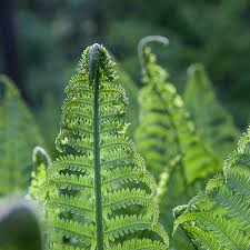 Ostrich fern has won the royal horticultural society's award of garden merit. Ostrich Ferns Greenwood Nursery