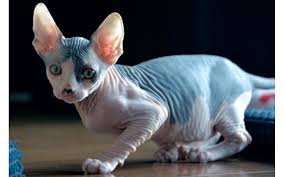 Show quality tica/cfa sphynx available in all colors including blue eyes. 8 Facts About Sphynx Cats Cat Evolution