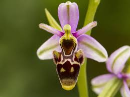 Erdorchideen Die Schonsten Einheimischen Arten Orchideen Gartenorchideen Und Pflanzen