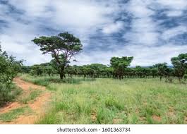 Image result for Burkea