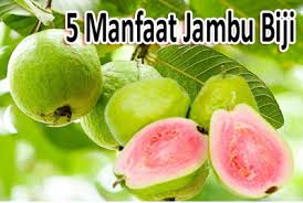Untuk itu, setiap ibu hamil harus menjaga janin yang tumbuh di dalam. Anda Wajib Simak 5 Manfaat Jambu Biji Untuk Ibu Hamil Liputan Kampung