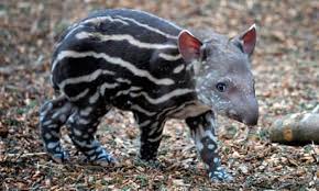 Image result for tapir