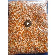 Pembayaran mudah, pengiriman cepat & bisa cicil 0%. Jagung Kristal Pakan Merpati 1 Kilo Shopee Indonesia