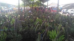 Beli pisang cavendish terdekat & berkualitas harga murah 2021 terbaru di tokopedia! Musim Kemarau Harga Pisang Anjlok Radar Banyumas