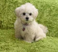 A maltipoo's coat will typically take after either its poodle or maltese side, but the grooming process is largely the same. Maltipoo Facts Everything You Want To Know About The Maltipoo Dog