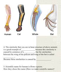 In this article, we explain their function, what they are made of, and the types of cells involved. Solved Human Cat Whale Bat 4 The Similarity That You See Chegg Com