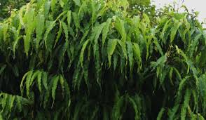 Image result for Monoon longifolium