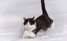 Suchen nach dem besten hintergrundbild? Hd Winter Hintergrundbilder Katze Im Schnee Hintergrundbilder Winter Katzen Fotos