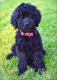 Explore 68 listings for labradoodle puppies available at best prices. Ebby My Sweet New Puppy Australian Labradoodle From Midwest Labradoodles In Kenosha Wi Auss Labradoodle Haircut Black Labradoodle Australian Labradoodle