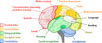 Brain Regions And Functions Ask A Biologist