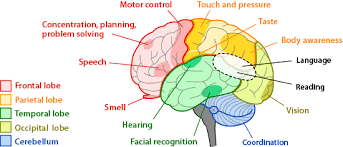 brain regions and functions ask a biologist