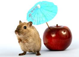 Mice remain one of the most dangerous and annoying rodent pests in a private house or in an here you'll know how to kill mice using poison baits and traps. 5 Simple Ways To Get Rid Of Mice Without Killing Them Dengarden Home And Garden