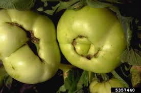 We did not find results for: Help My Tomatoes Have Acne Hubpages
