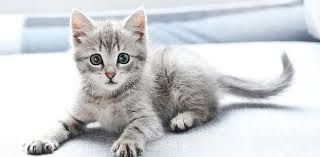 Ruyada Kedi Gormek