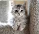 Kittens for Sale | Siberian Cats of Svetdanhaus: A breeder ...