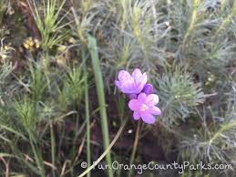 This is a short, handy guide to just some of the beautiful and unusual flowers of sonoma county, many of which can be found on sonoma land trust's protected preserves. Wildflowers And Kid Friendly Spots To See Them During Socal Spring