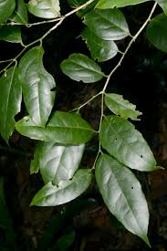 Image result for Drypetes gerrardii