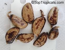 Image result for Uvariodendron