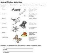 Phylum Lesson Plans Worksheets Lesson Planet