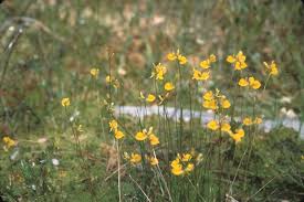 Image result for Utricularia tortilis