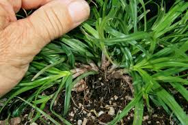 Image result for Kyllinga stenophylla